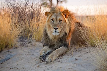 Großer männlicher afrikanischer Löwe, Kalahari-Wüste © EcoView