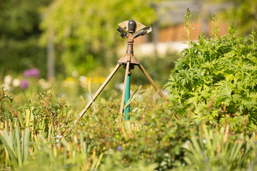Wassersprinkler im Garten / grün
