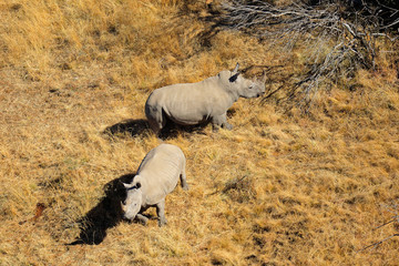 Naklejka premium White rhinoceros pair