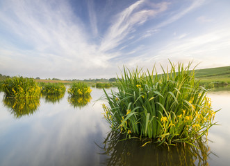 Flowers irises blooming in the lake water