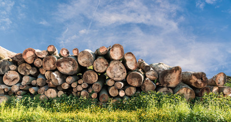 Hintergrund aus Holzstämme mit Wiese und Asphalt