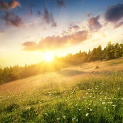 Wall murals Nature Field in mountains during sunrise. Natural landscape