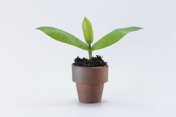Young Plant in Pot