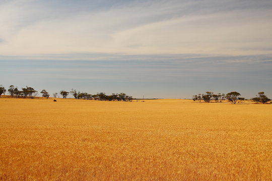 Australian Wheat Fields