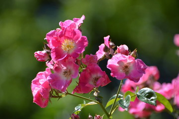 fleur