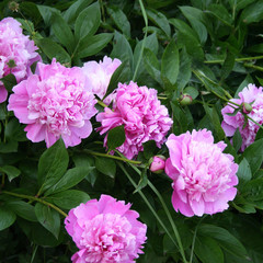 cespuglio di peonie rosa © saratm