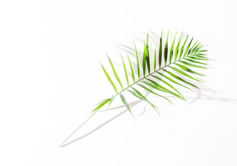 areca palm leaves