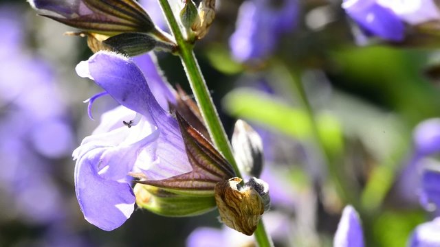 Salbei, Bl&uuml;te der Heil-und Gew&uuml;rzpflanze