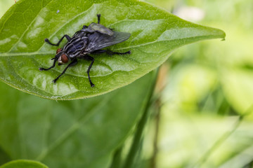 Fliege auf Blatt