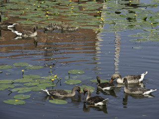 gänse © Stephan Sühling