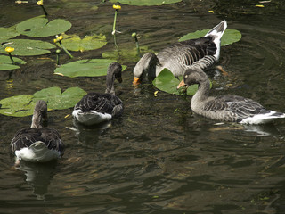 gänse © Stephan Sühling