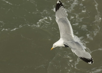 Herring gull