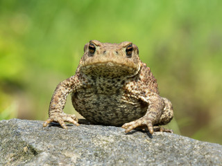 Front view af a toad sitting on a rock with blurred green background