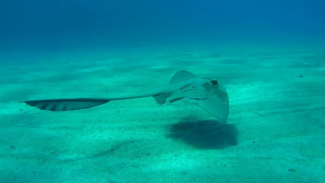 cowtail stingray (Pastinachus sephen) swims over a sand 