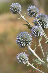 small flowers in the shape of a ball