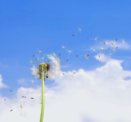 Dandelion, Wind, Pollen.