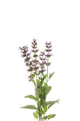 Obraz premium Salvia officinalis