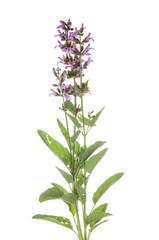 Fototapeta na wymiar Salvia officinalis