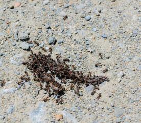 Formiche Rufa divorano una carcassa di vipera neonata