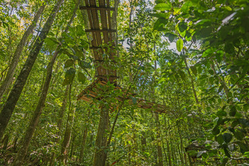 Fototapeta premium Hängebrücke im Wald