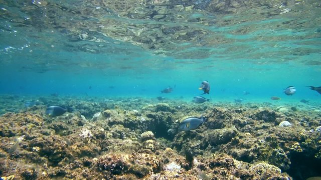 The life of a coral reef, Red sea, Marsa Alam, Abu Dabab 
