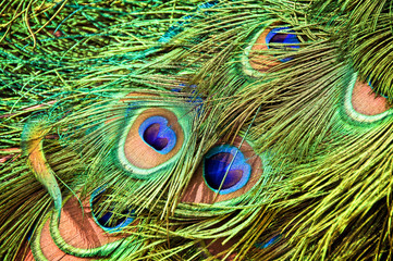Peacock colorful green feathers close-up