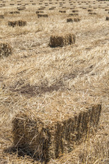 Wheat haystack