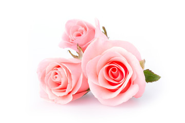 pink rose flower on white background - obrazy, fototapety, plakaty