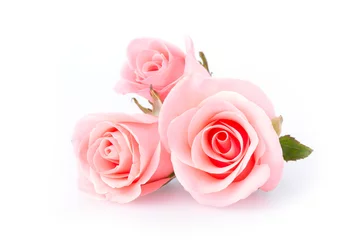 Poster de jardin Roses fleur rose rose sur fond blanc