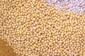 Ripe Soy Beans as Background