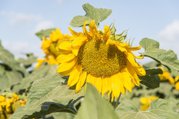 Sunflower field