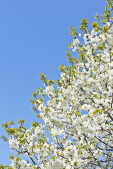 Kwitnące drzewo czereśni w pogodny wiosenny dzień na tle błękitnego nieba