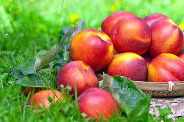 ripe nectarines