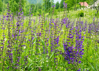Green hills and meadow, wild flowers in countryside, Montenegro