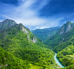 Fototapeta na wymiar Mountain river Tara and forest in Montenegro