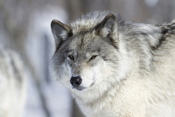 loup en hiver