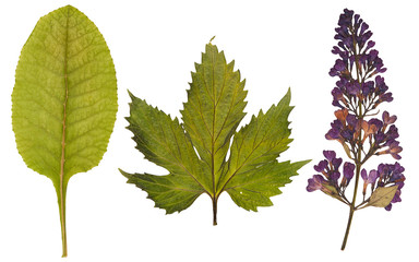 Set of wild dry pressed flowers and leaves