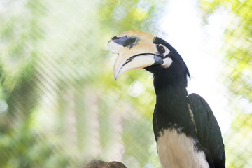Oriental pied hornbill hold on perch