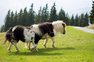 shetlandpony