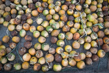 dried betel nut or areca nut