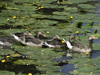 Gänse © Stephan Sühling