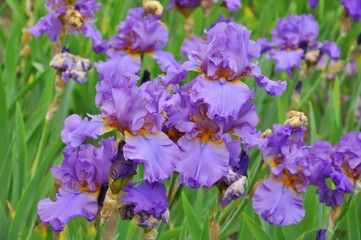 Цветение ирисов.