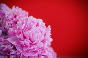 beautiful pink peonies