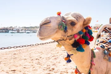 Crédence de cuisine en verre imprimé Chameau Camel on the beach in Egypt