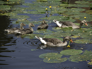 Gänse © Stephan Sühling