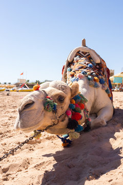 Camel on the beach in Egypt
