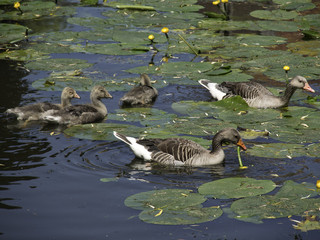 Gänse © Stephan Sühling