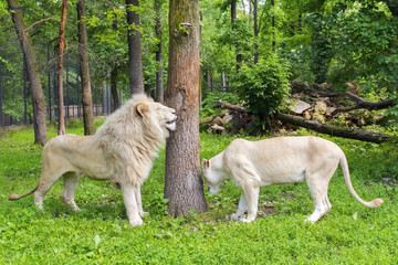 Naklejka na ściany i meble White lion (Panthera leo krugeri)