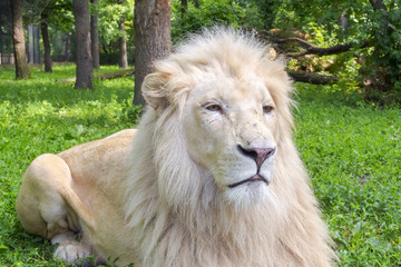 White lion (Panthera leo krugeri)