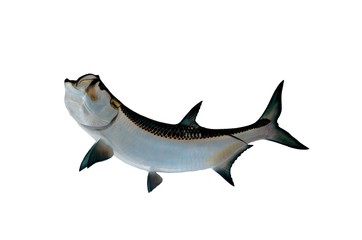Tarpon Mount with isolated white background